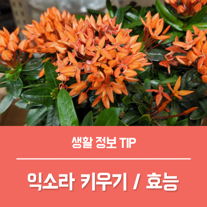  익소라 키우기 물주기, 익소라 꽃말 특징 효능은?