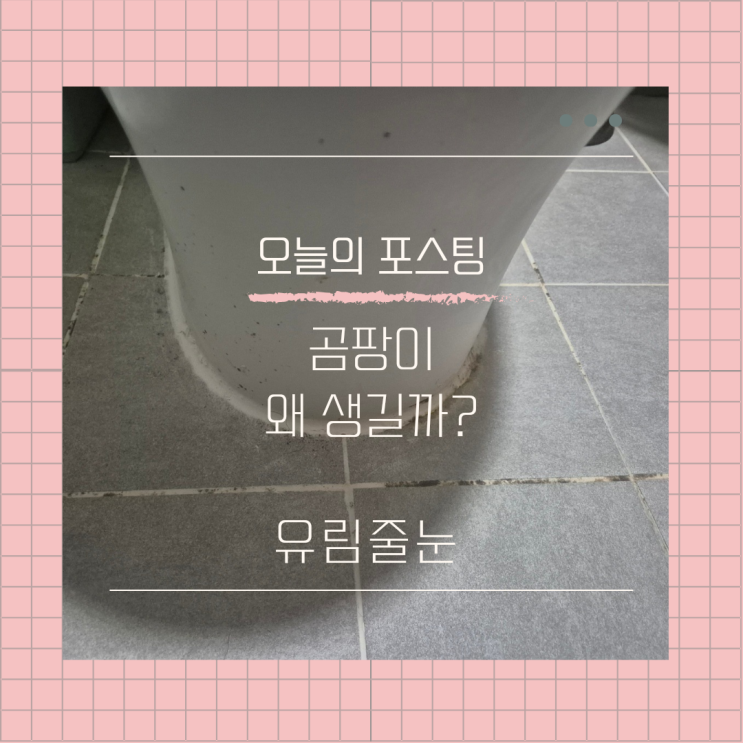  청소해도 생기는 화장실 곰팡이! 도대체 왜?