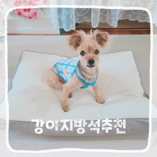  강아지쿨방석 추천 사계절 가성비 좋은 애견 여름 쿠션