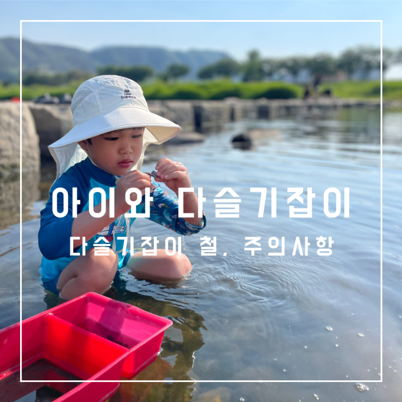 아이와 다슬기 잡이 시기 철 주의사항