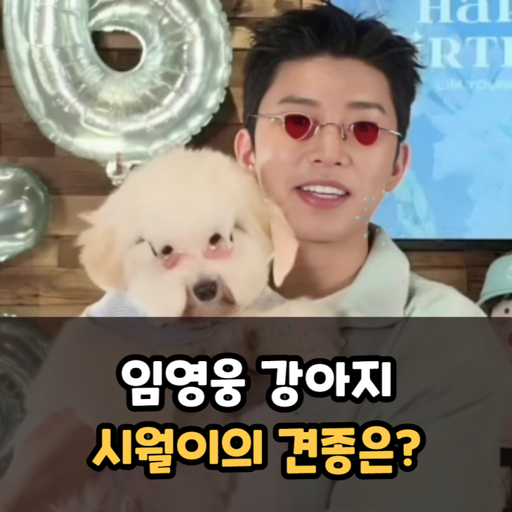  임영웅 강아지 시월이 견종 특징은?