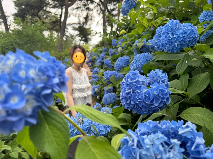  광주 수국 명소 인생샷 찍기 좋은 비채카페