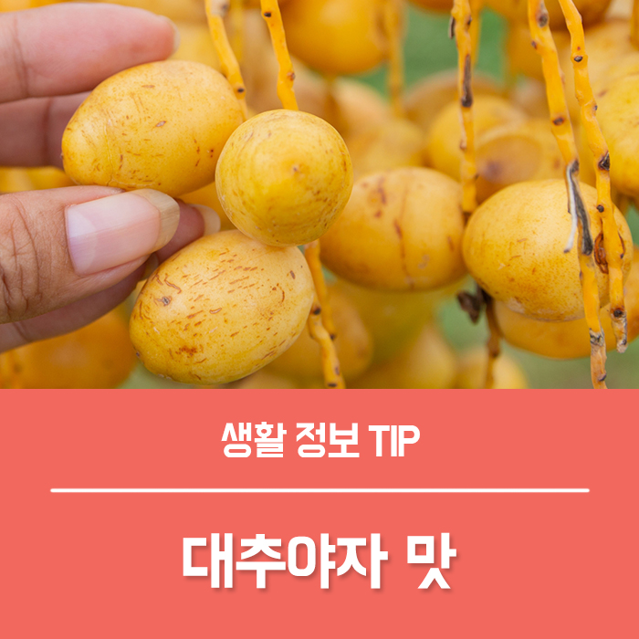  대추야자 효능 TOP4, 대추야자 맛 당뇨 부작용은?