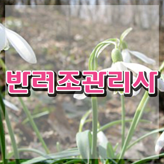  모란앵무 가격 , 반려조관리사 자격증 직장인도 쉽게 합격한 팁 및 무료수강 혜택
