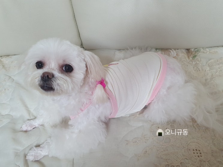  쁘띠하루 버그가드 해충방지 쿨나시 L사이즈 강아지 여름옷 리뷰
