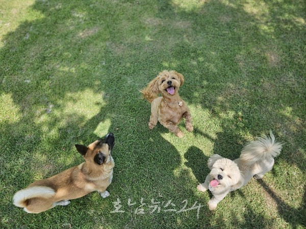  순천만정원 반려견 놀이터, 전국 관광지 최초 무료 운영되는 돌봄서비스 큰 인기