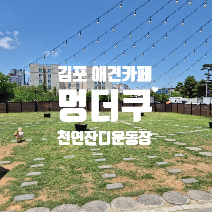  김포 애견카페 멍더쿠 천연잔디 운동장 유치원 호텔