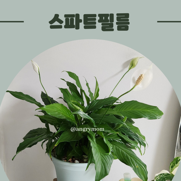  스파트필름 키우기 꽃피우기 물 주기