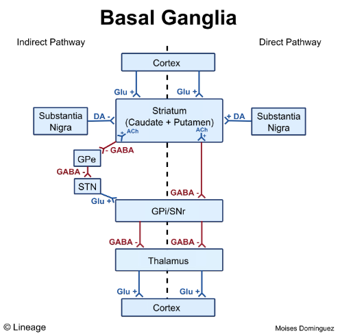 바닥핵/기저핵(Basal ganglia)의 구조와 기능 : 네이버 블로그