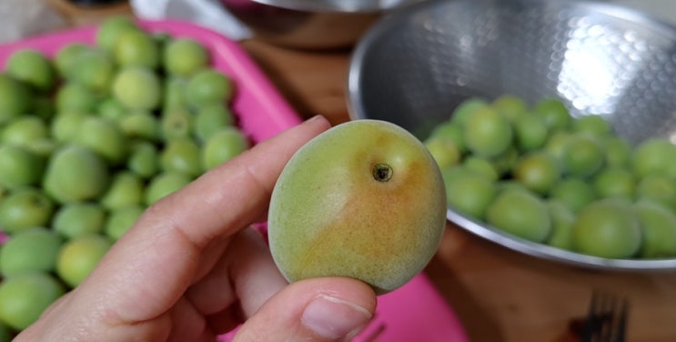  지황한첩 근황과 바른흙농장 자색고구마 심기