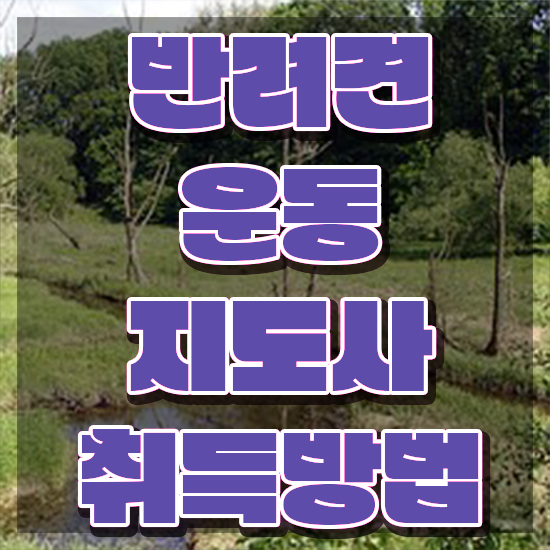  노후 자격증 추천 , 반려견운동지도사 온라인 과정만으로 단기간에 끝냈던 후기