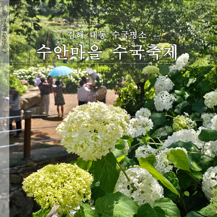  김해 수안마을 수국정원 실시간 수국 개화 상황 주차정보