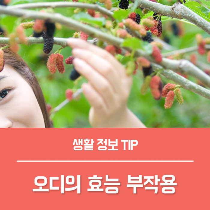  오디 효능 TOP4, 뽕나무 오디의효능 오디즙 부작용 총정리!
