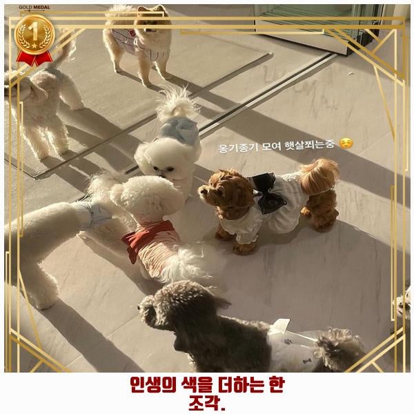 사진 5