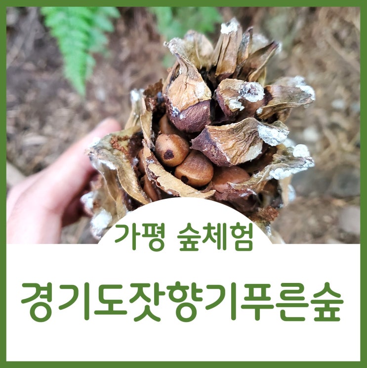  경기도 가평 가볼만한곳 잣향기푸른숲에서 피톤치드 힐링치유 체험