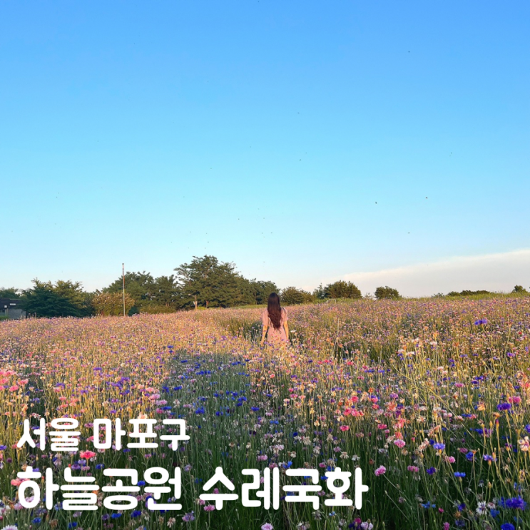  서울 꽃구경 상암 하늘공원 수레국화 주소 노을 주차장