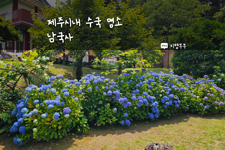  제주시내 수국 명소 남국사 제주공항에서 가까운 꽃구경 하기 좋은 명소