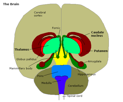 바닥핵/기저핵(Basal ganglia)의 구조와 기능 : 네이버 블로그