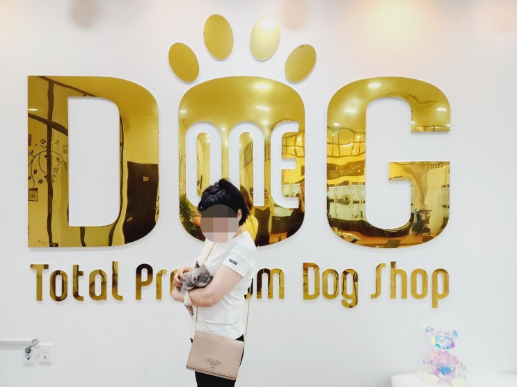  세종시 원독의 특별한 라일락탄 프렌치불독 분양, 당신의 가족이 되어줄 이 세상 단 하나뿐인 반려견/ 세종 강아지분양 세종시 애견샵
