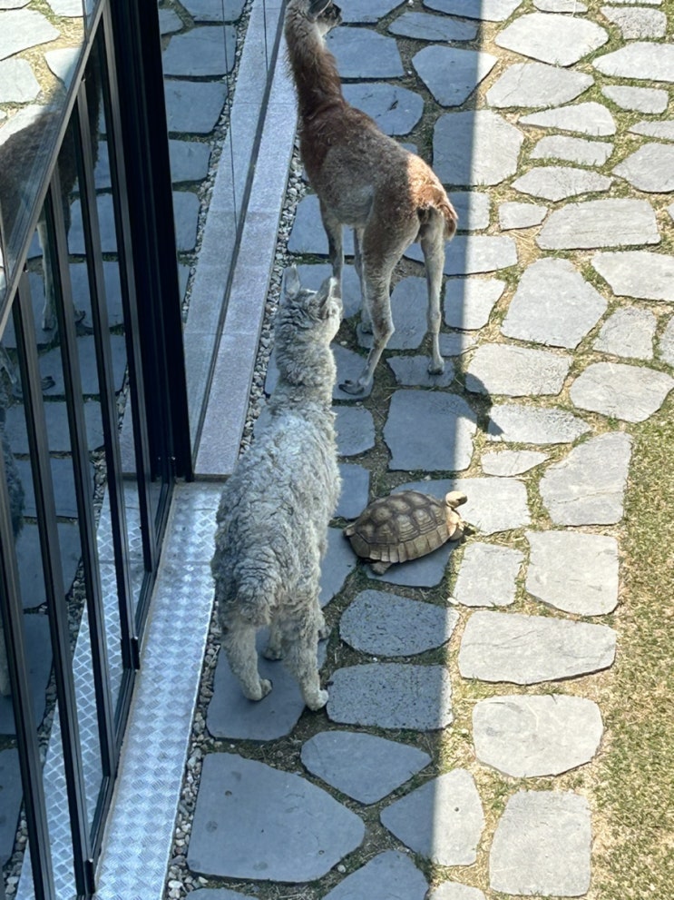  울산 울주 삼동면 카페디오디 울산와우쥬