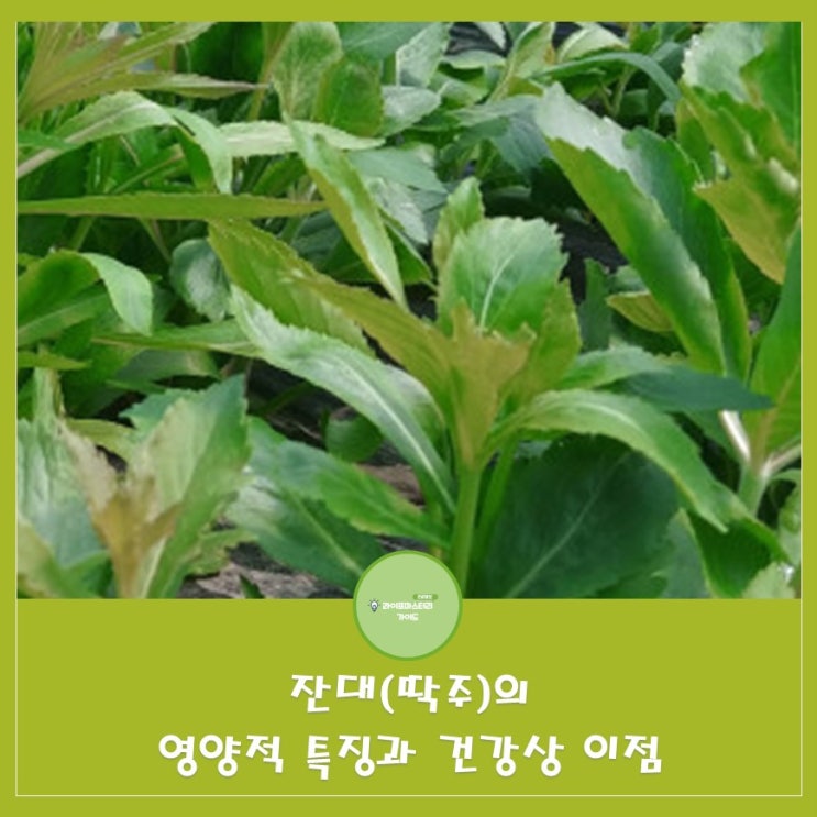  잔대(딱주)의 영양적 특징과 건강상 이점