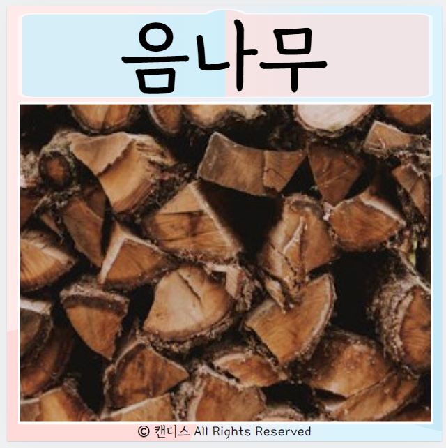  음나무 효능 먹으면 좋은점 먹는방법은?