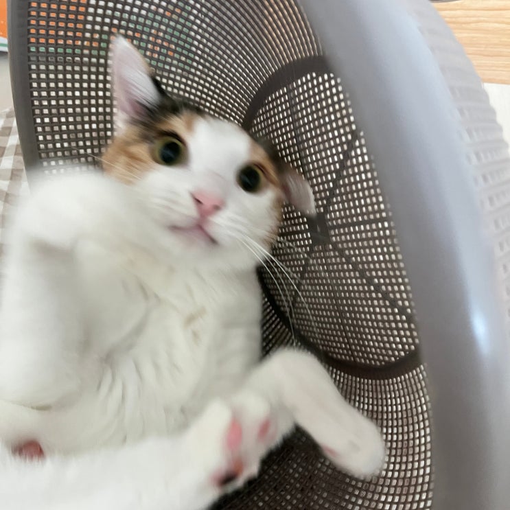  고양이 숨숨집 다이소 소쿠리 원형 채반 품번 사이즈 후기