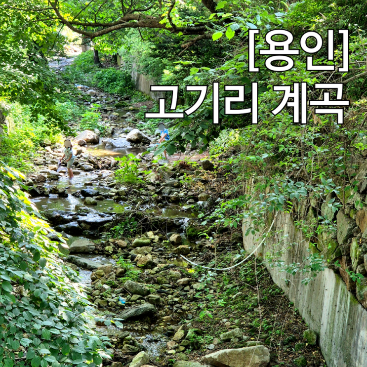  용인 고기리 계곡 서울 근교 물놀이 주차꿀팁 feat.고기리 스타벅스