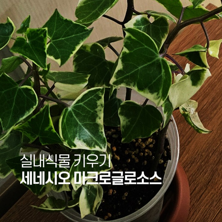 세네시오 마크로글로소스 아이비 닮은 다육식물