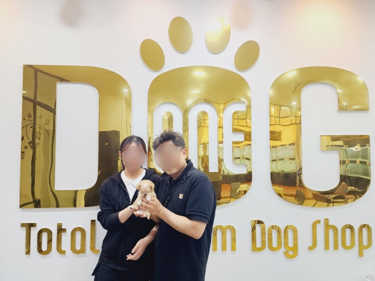  딸을 위한 완벽한 반려견, 말티푸 분양/ 세종 강아지 분양 세종시 애견샵