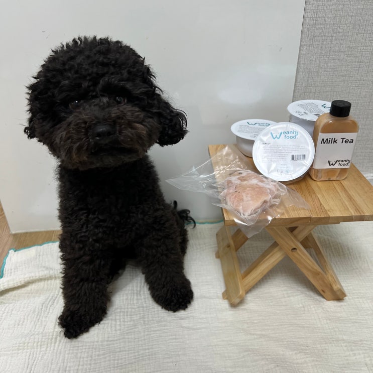  위닝푸드 강아지화식 여름 건강식 추천
