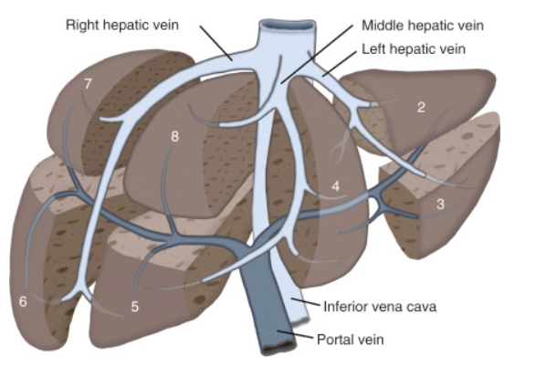 [복부 초음파] 간(Liver) - 1. 엽(lobe)&구역(segment) : 네이버 블로그