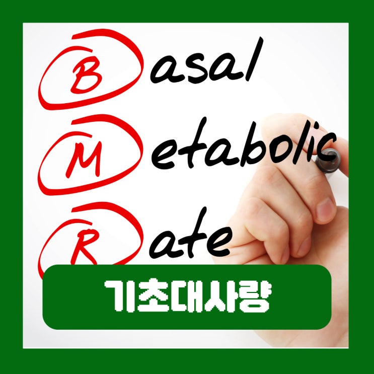  기초대사량 뜻 여자 남자 평균 계산하는 법 높이는 방법