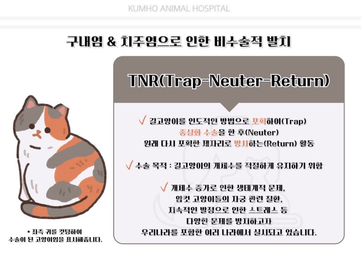  광주 고양이 치과 - TNR 고양이의 구내염&치주염으로 인한 비수술적 발치 Case [광주 치과 동물병원, 금호동 동물병원, 고양이 전발치, 고양이 구내염, 고양이 치주염]