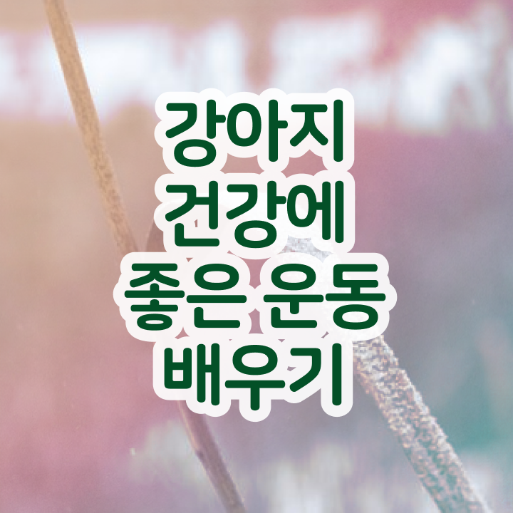  부산 강아지 운동장 온라인으로 손쉽게 반려견운동지도사 취득한 과정