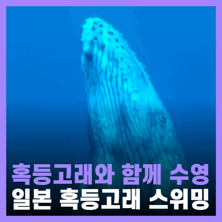  일본 오키나와 자유여행 혹등고래 투어 스노쿨링 가격 후기