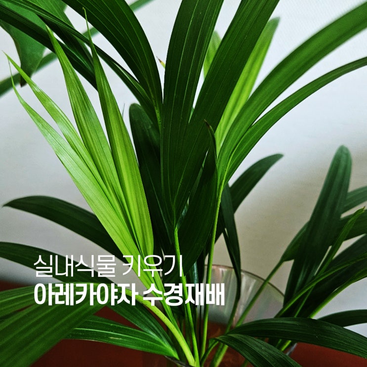  아레카야자 수경재배 키우기
