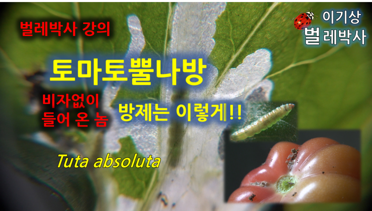  [유튜브 21.] 비자없이 들어온 놈, 토마토뿔나방 방제는 이렇게....