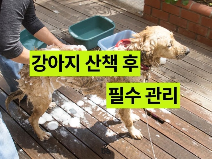  강아지 발바닥 산책 후 방치하면 큰일!