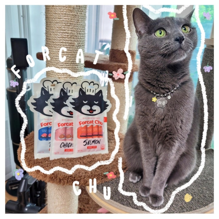  닥터펠리스 포캣츄 김명철수의사 고양이 츄르
