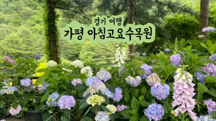  서울 근교 경기도 수국축제 6월 꽃구경 명소 가평 아침고요수목원 실시간