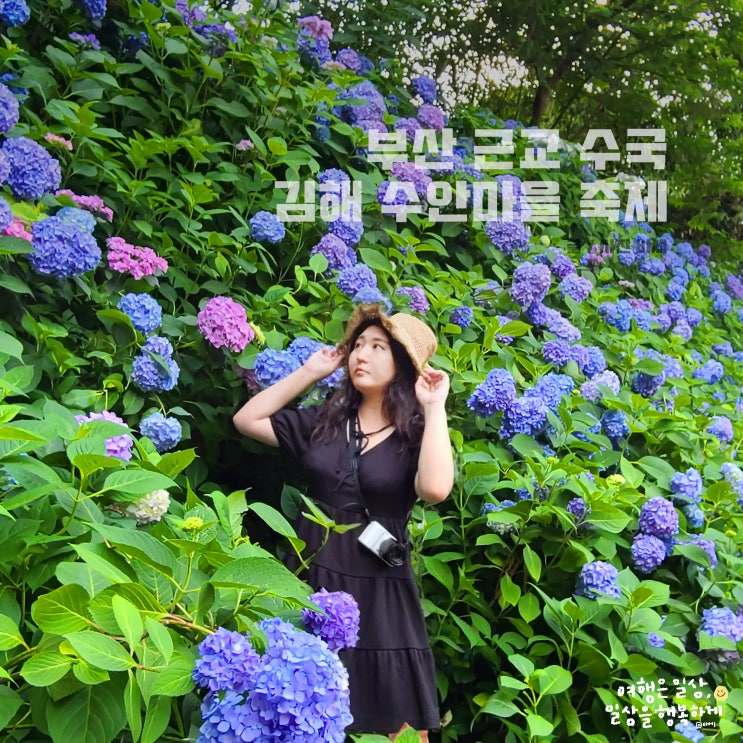  부산 근교 수국, 김해 수안마을 수국 축제 임시주차장 포토존