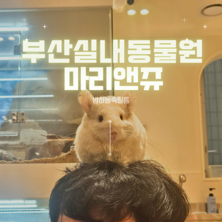  부산진구 서면 전포 가볼만한곳 실내동물원 마리앤쥬 먹이주기 요금 체험