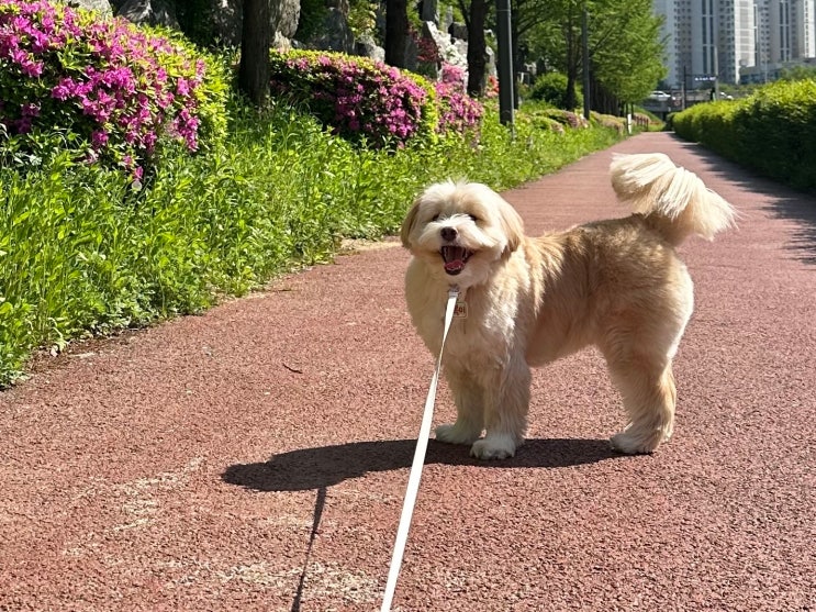  개빡센 강아지랑 일본 여행, 이민 준비 동물검역 필요서류 및 절차