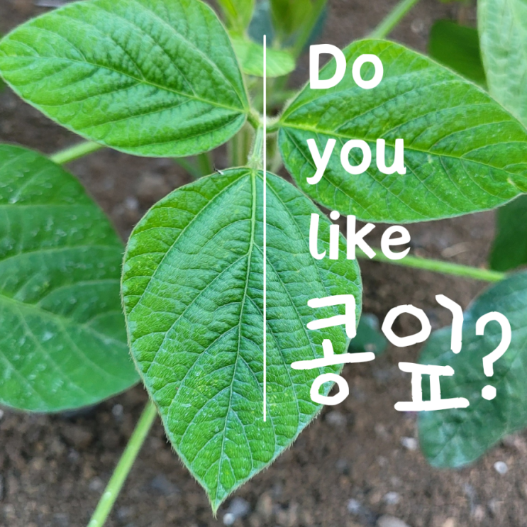  제주도 음식 문화 - 된장의 섬 제주향토음식 ft.콩잎