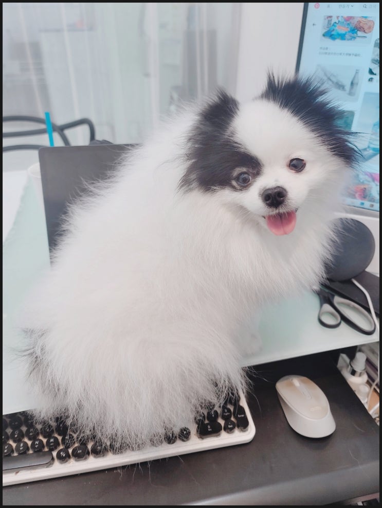  강아지가 보호자를 신뢰하면 하는 대표 행동 9가지