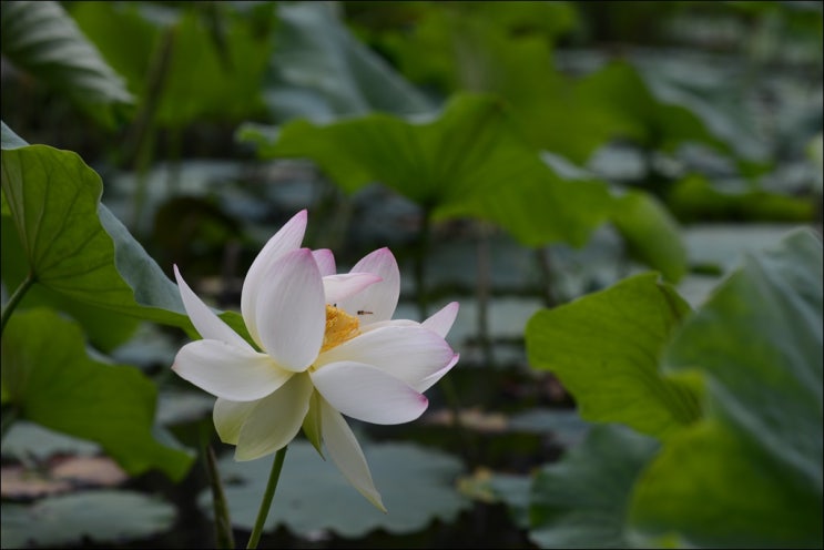  남양주 봉선사 연꽃 (연꽃 개화상황, 연꽃축제, 주차, 카페)