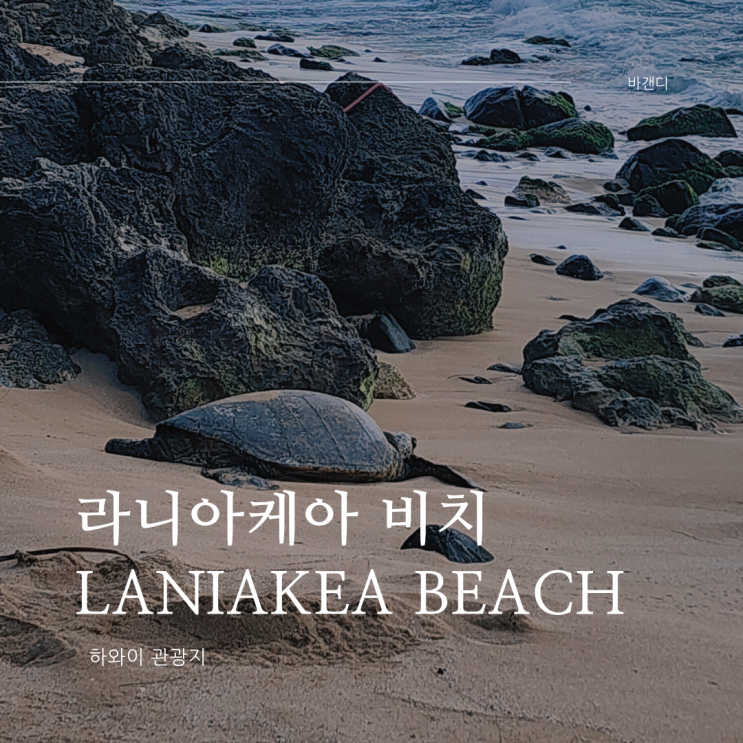  하와이 라니아케아 비치 거북이 해변 거북이 출몰 시간