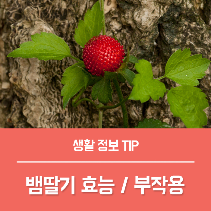  뱀딸기 효능 TOP3, 뱀딸기 독 부작용 식용 가능할까요?