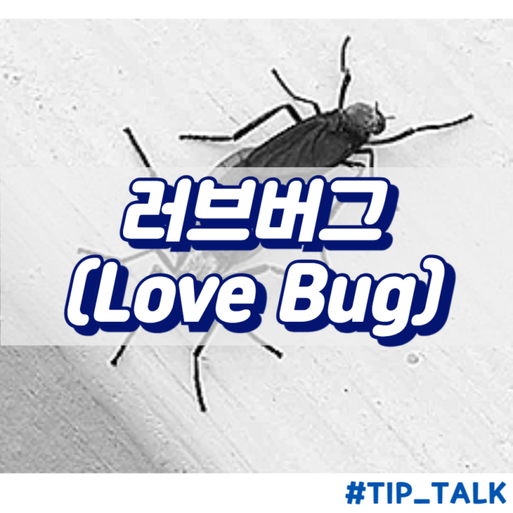  러브버그(Love Bug) : 기괴한 외모와 매력적인 습성